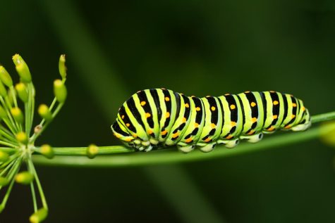 Caterpillar on a stem 