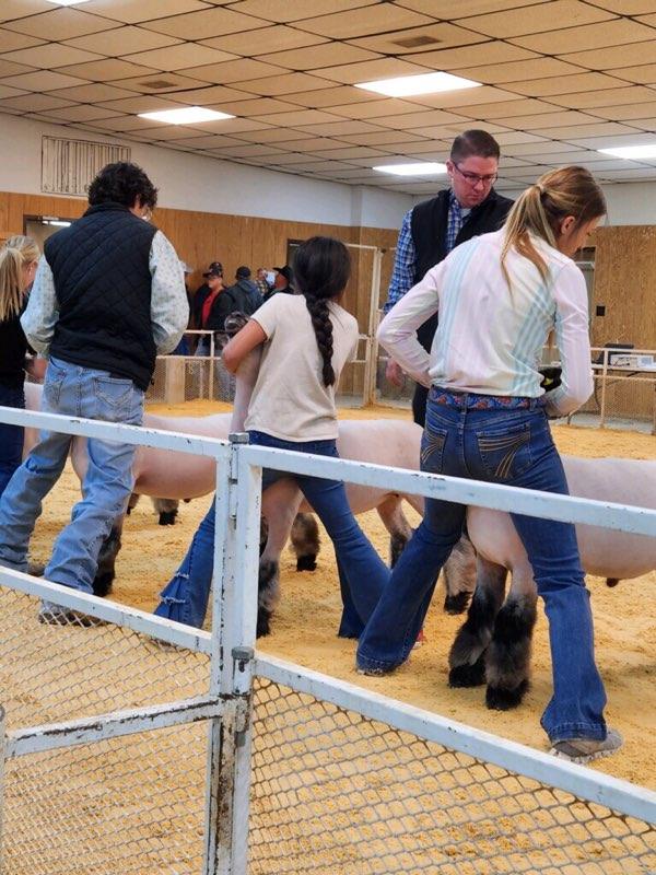 SE students setting their lambs for the judge.