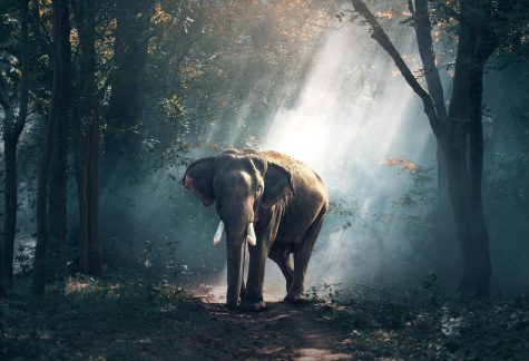 A elephant walking around in a dimly lit forest. 